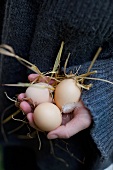 A hand holding fresh chickens' eggs