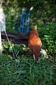 A chicken in a garden