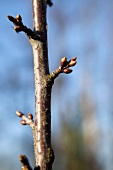 Buds on a branch