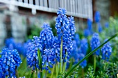 Blue grape hyacinths in garden