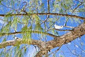 Blauer Himmel über weiße Vögel auf Ästen eines südländischen Baumes