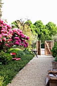 Kiesweg mit üppig blühendem Rhododendron in seitlichem Beet und Blick auf hölzernes Gartentor im Hintergrund