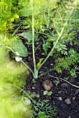 A fennel plant in a vegetable patch