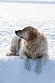 A dog in snow