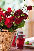 Red asters in a basket