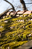 A mossy roof (detail)