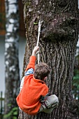 A boy hanging from a rope on a tree