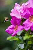 A bee flying to a hedge rose
