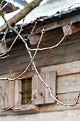 Frühlingsboten: Zweige mit Knospen vor einem alten, bäuerlichen Holzhaus
