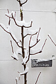Verschneite Zweige an einer Hauswand