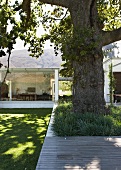 Old, shade tree in front of contemporary building embedded into landscape with view into interior through glass walls