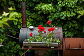 Ranunculus in a metal box on an old barbecue in the garden