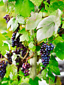 Ripe grapes (Vitis) on the vine