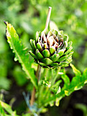 Artichoke plant (Cynara cardunculus) in the growing stage in the garden