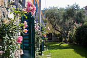 Italian garden with olive tree and roses