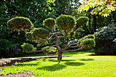 Artfully pruned conifer in a sunny garden