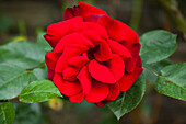 Red rose (Rosa)