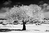 Snow-covered olive tree