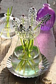 Glass vase with grape hyacinths on wooden table
