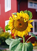 Eine Sonnenblume auf dem Balkon