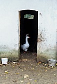 View of two geese through narrow doorway of barn