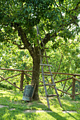 Leiter lehnt an Obstbaum im Sommergarten
