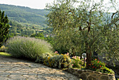 Steinweg im mediterranen Garten mit Olivenbaum und Lavendel