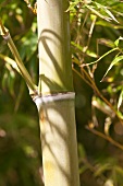 Bamboo (close-up)