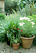 Various potted plants on the gravel path in the garden