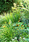 Diversely planted bed in the garden with perennials and summer flowers