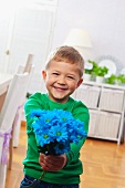 Junge hält Blumenstrauß mit blaugefärbten Blumen in der Hand