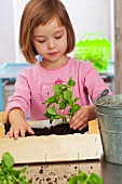 Mädchen pflanzt Basilikum in kleine Holzkiste