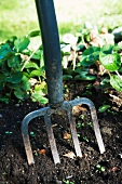 Garden fork stuck in the soil