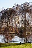 Trees next to pond