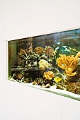 Built-in aquarium