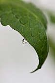 Water drops on a tomato leaf (close-up)