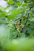 Unripe blackcurrants on a bush