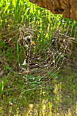 Prey caught in spider's web in sunny garden