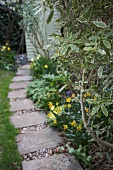 Flowering narcissus by garden path