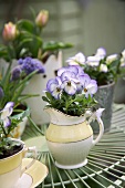 Spring flowers in pots on garden table