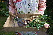Woman holding wooden box containing tulips and garden tools
