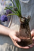 Grape hyacinths with bulb in glass bulb vase