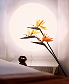 Bird of paradise stems in front of circular wall lamp