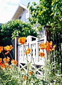 Poppies in front of white garden gate