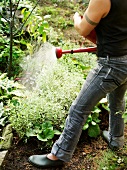 Person watering an herb bed in the garden
