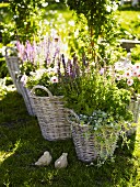 Herbs and flowers in baskets in a garden