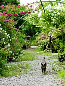 Cat on a gravel path in the garden