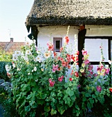 Rose bushes in front of a farm house