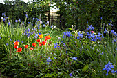 Blue agapanthus and red poppies in summer garden
