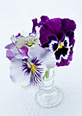 Glass vase of violas